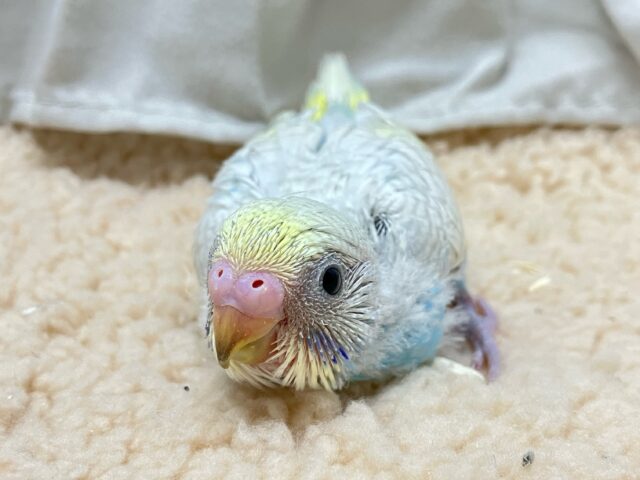 魅力たっぷりチョコれいんぼ～🌈ᵕ̈*セキセイインコ(パステルレインボースパングル2024年12月生まれ