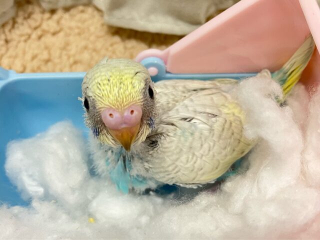 セキセイインコ