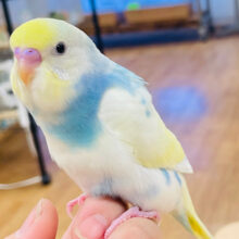 甘えん坊のベタ慣れちゃん♡♡セキセイインコ（パステルレインボーパイド）