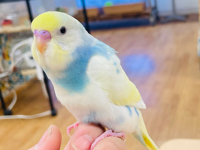 甘えん坊のベタ慣れちゃん♡♡セキセイインコ（パステルレインボーパイド）