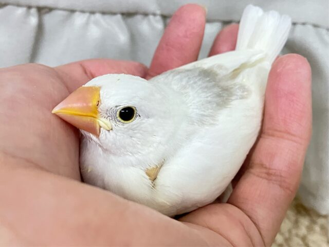 ✨最新画像✨グレーのほわっとが素敵でしょ～～？🩶白文鳥(2024年11月生まれ)