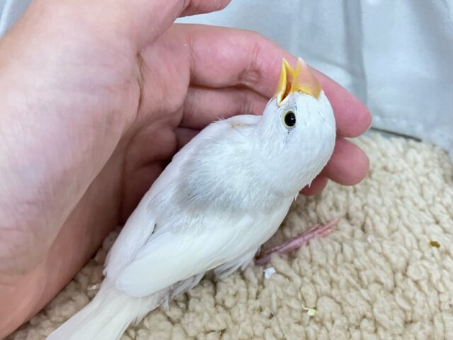 白文鳥