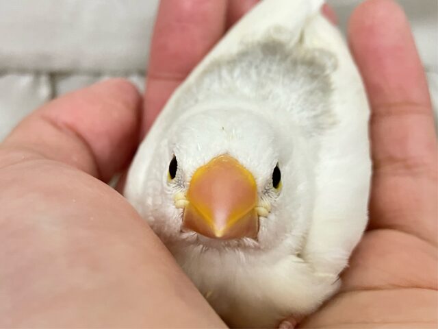 白文鳥