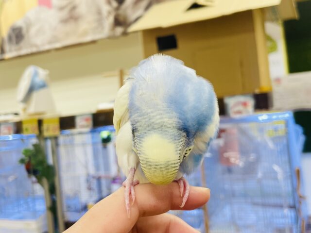 セキセイインコ