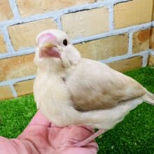 1/16更新☆透き通った優カラー♡シナモン文鳥♡