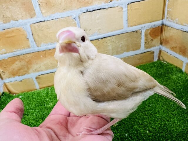 1/16更新☆透き通った優カラー♡シナモン文鳥♡