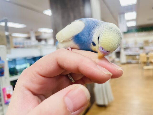 セキセイインコ