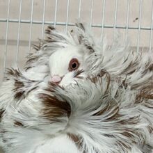 風貌は気高くロイヤルに！💫👗✧*｡ジャコウビン鳩(2024年4月生まれ)