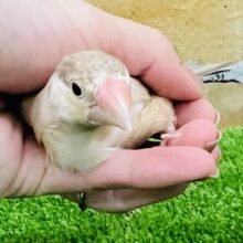 1/16更新☆柔らかくて優しいお色♡シナモン文鳥〜