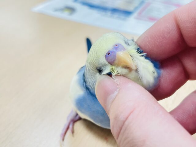 綺麗なカラーの甘えん坊♡セキセイインコ（パステルレインボーパイド）