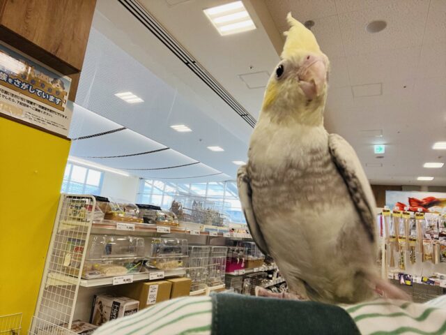 オカメインコ