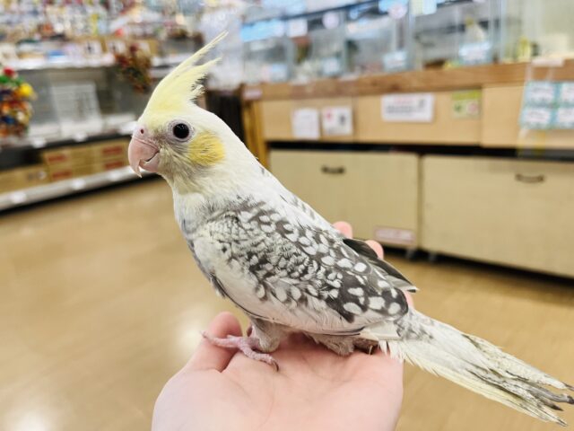 オカメインコ