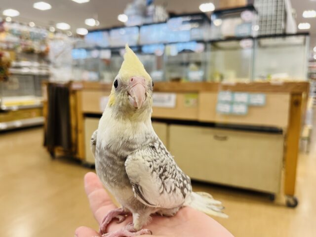 オカメインコ