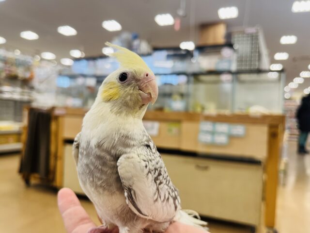 オカメインコ