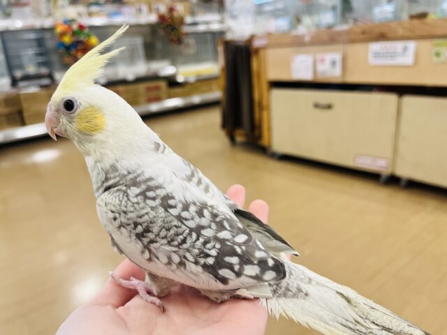 オカメインコ