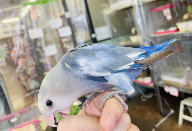 コザクラインコ（小桜インコ）