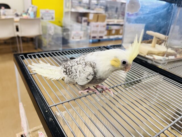 オカメインコ