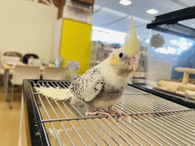 オカメインコ