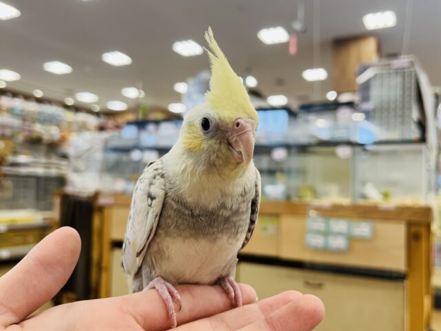 オカメインコ