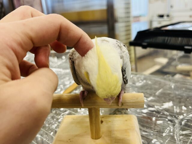 オカメインコ