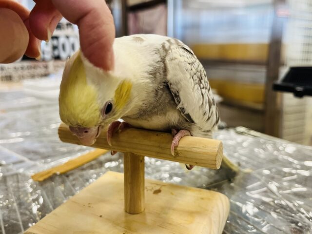 オカメインコ