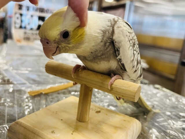 オカメインコ