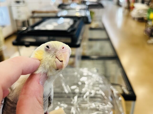 オカメインコ