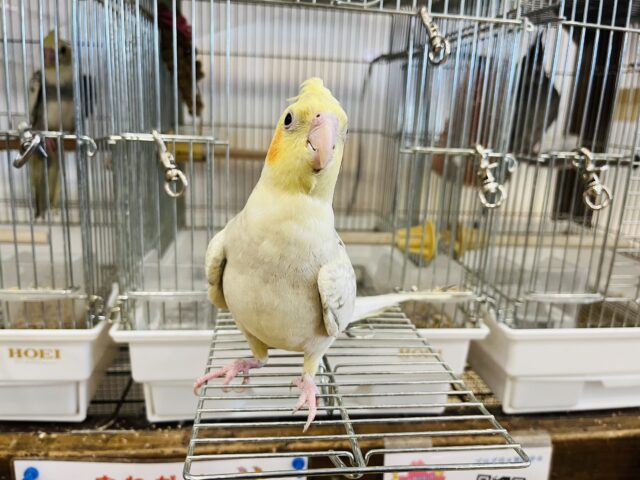 オカメインコ