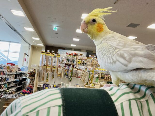 オカメインコ