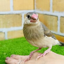 慣れ慣れ♡甘えん坊桜文鳥〜