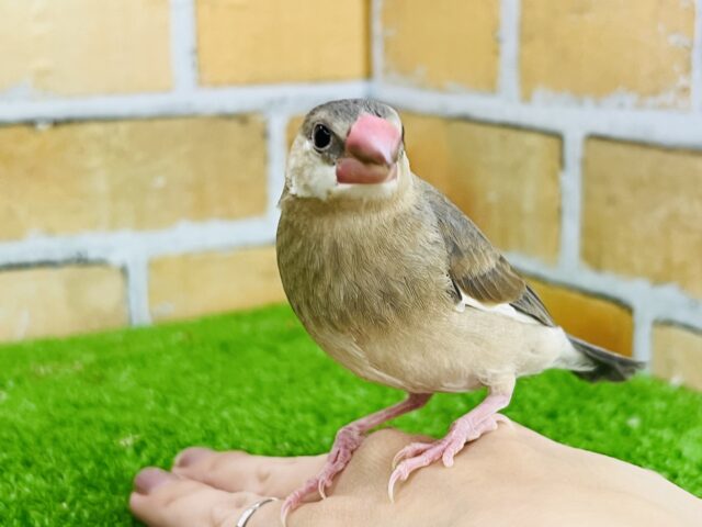 慣れ慣れ♡甘えん坊桜文鳥〜