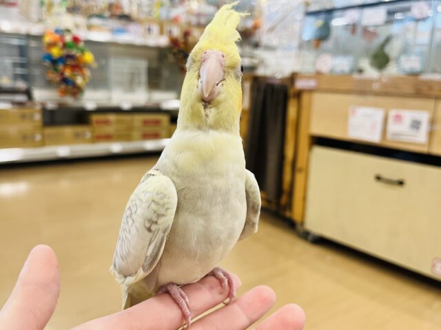 オカメインコ