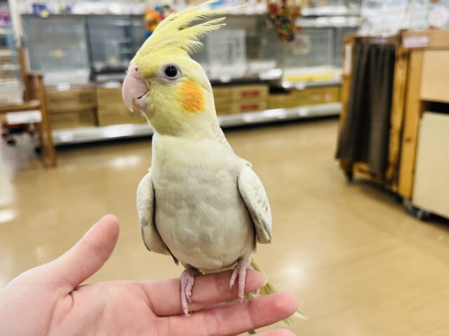 オカメインコ