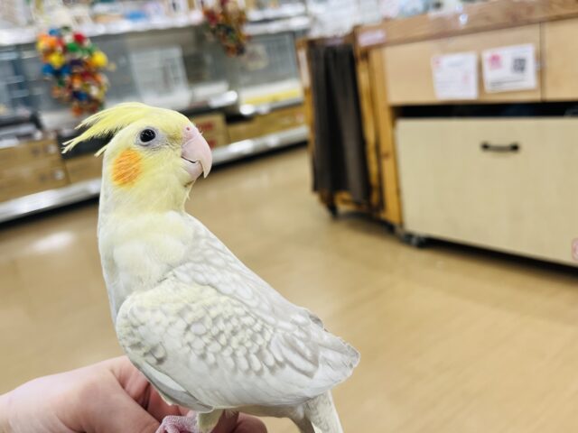 オカメインコ