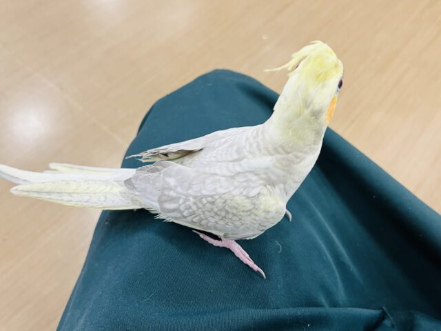 オカメインコ