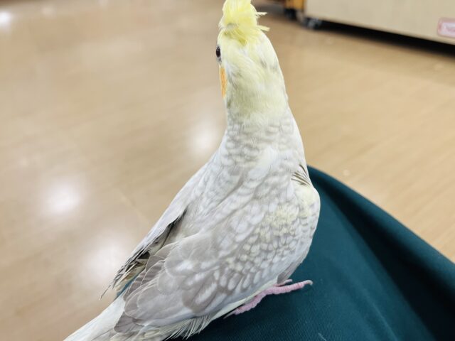 オカメインコ