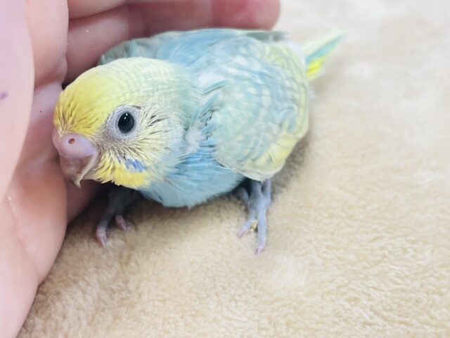 最新画像更新🪄】魅力たっぷり♡♡セキセイインコ（パステルレインボースパングル）ヒナ