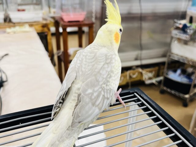 オカメインコ