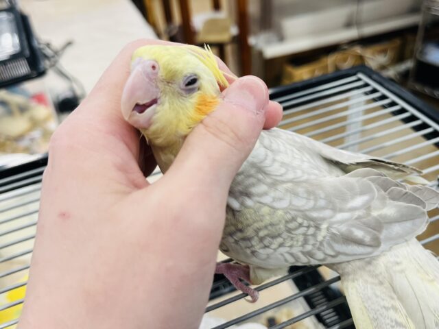 オカメインコ