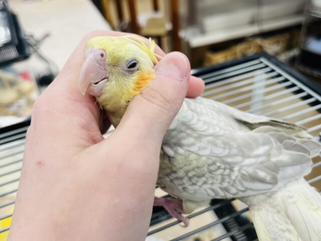 オカメインコ