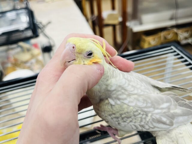 オカメインコ