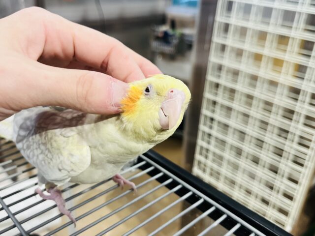 オカメインコ