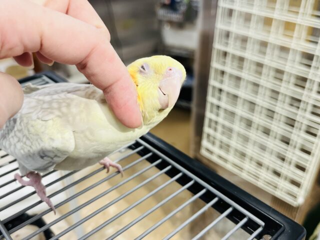 オカメインコ