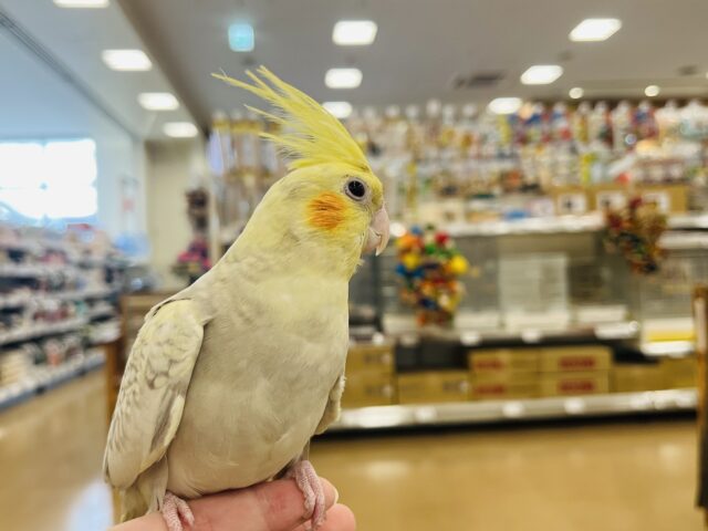 オカメインコ