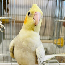 慣れるとデレデレ止まりませんっっ💖オカメインコ(シナモンパール)