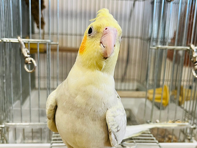 慣れるとデレデレ止まりませんっっ💖オカメインコ(シナモンパール)