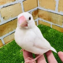 1/18更新☆初雪❄️のように純白な白文鳥〜♡