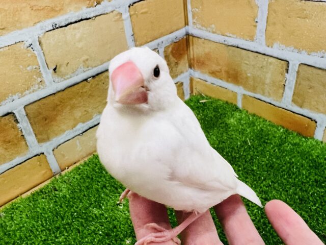 1/18更新☆初雪❄️のように純白な白文鳥〜♡