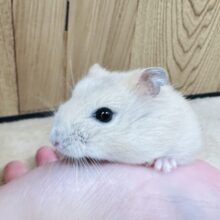 人懐こい！イエロープディングハムスターの男の子