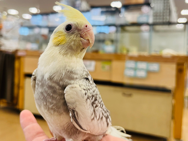 【動画更新🪄】見た目も中身も魅力がギュギュッと🐥🍋オカメインコ(イエローフェイスパールパイド)